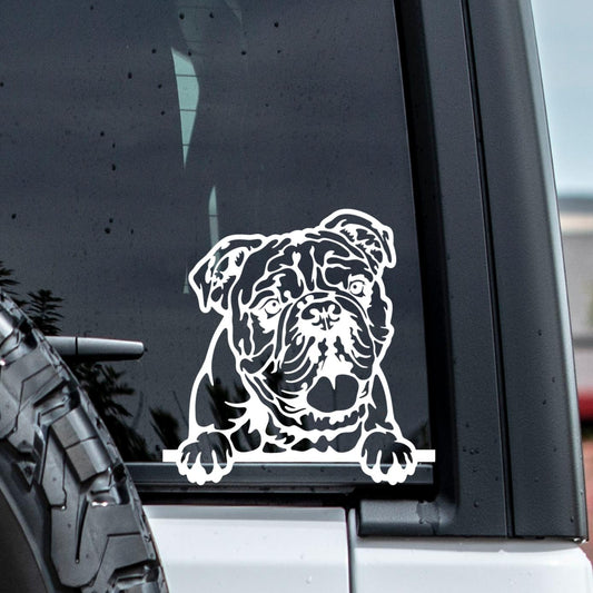 Realistic Peeking English Bulldog Vinyl Window Decal Sticker.